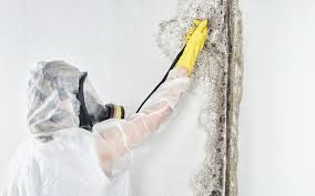 Best Forensic Mold Investigation  in Harker Heights, TX